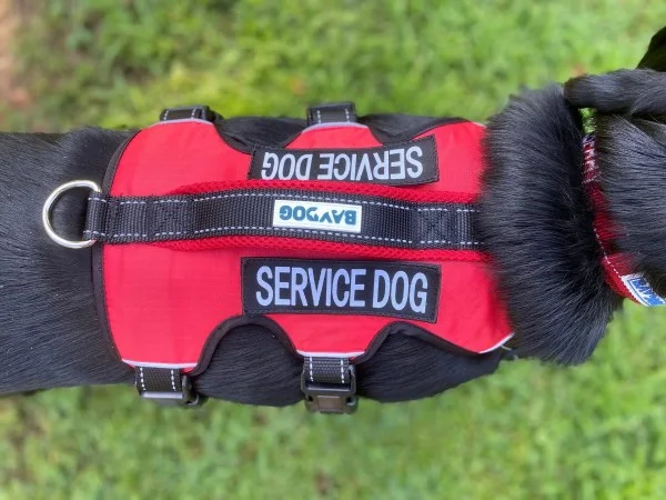 petnation202606021711572071273