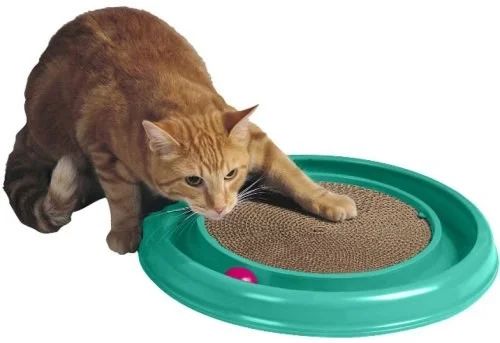 petnation202606022127032129756