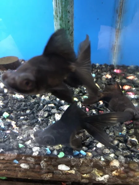petnation202606022159102134041